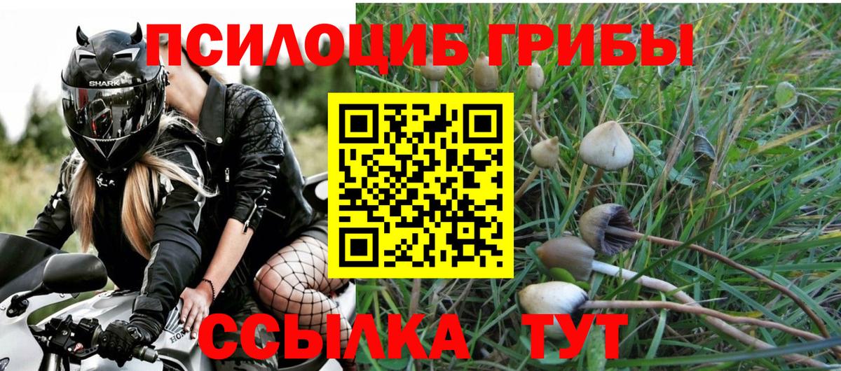 Псилоцибиновые грибы Psilocybe Пыть-Ях